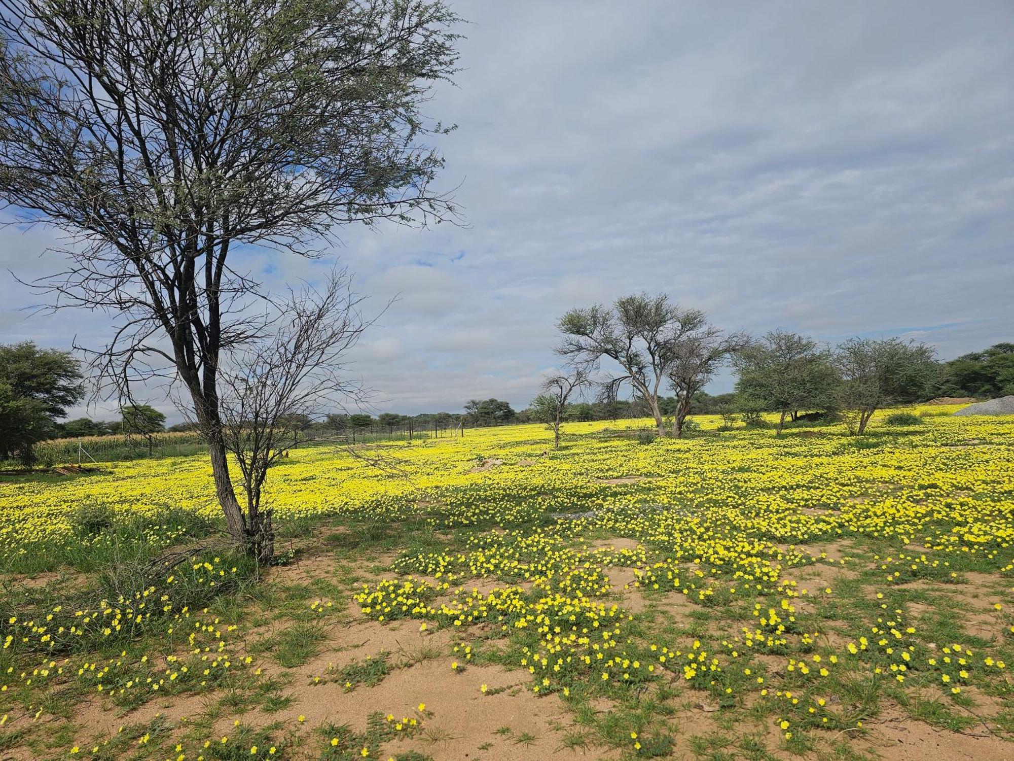 Kaoko Bush Lodge Kamanjab Bagian luar foto